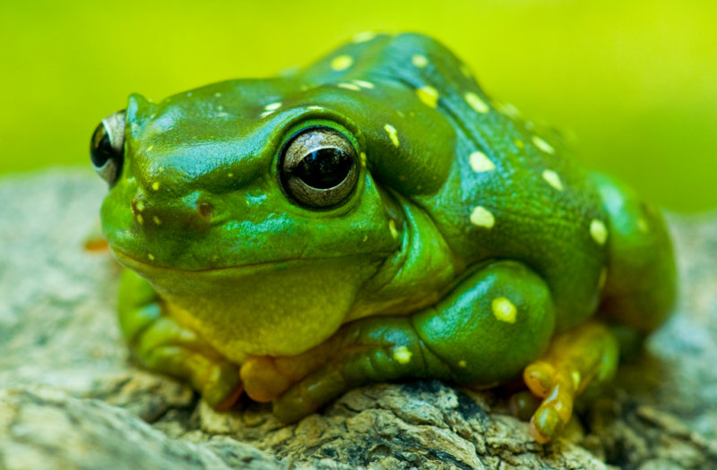 MAGNIFICENT TREE FROG