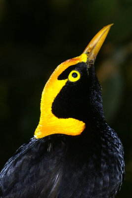 REGAL BOWER BIRD