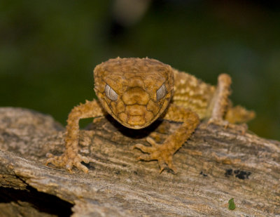 ROUGH KNOB TAILED GECKO