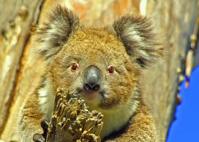 AUSTRALIAN KOALA