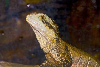 BEARDED DRAGON