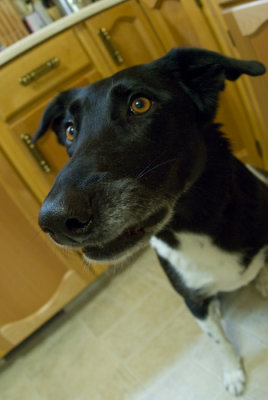 Fisheye confusion