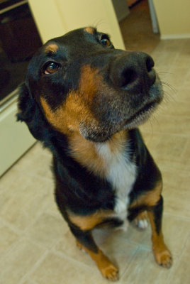 Fisheye pathos