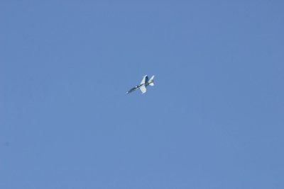 IMG_4035.JPG