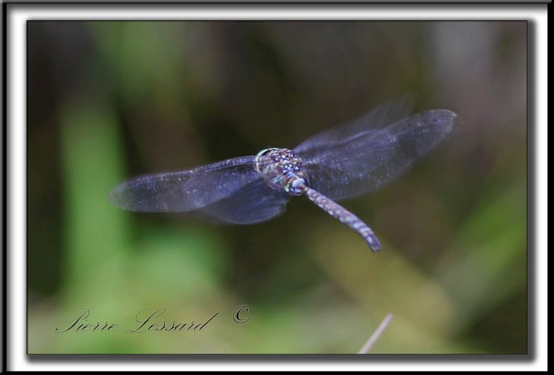 _MG_0853  -  LIBELLULE EN VOL  /  DRAGONFLY IN FLIGHT