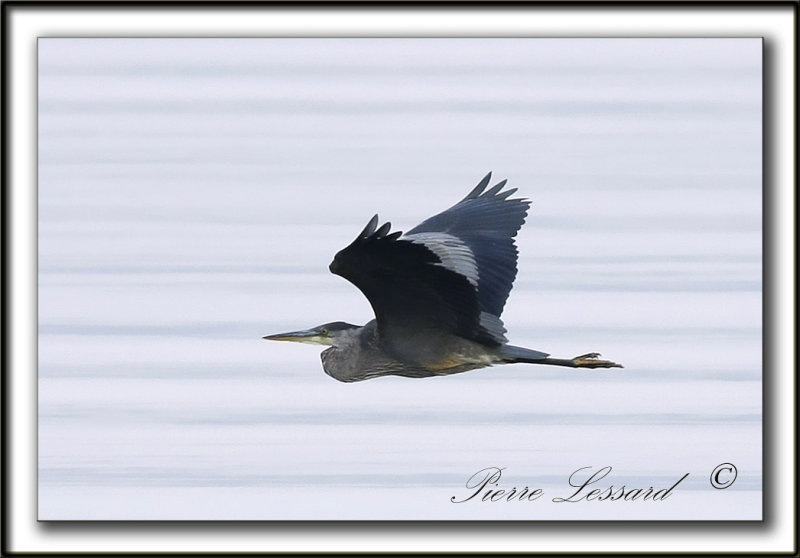 GRAND HRON BLEU  -   GREAT BLUE HERON     _MG_0547a
