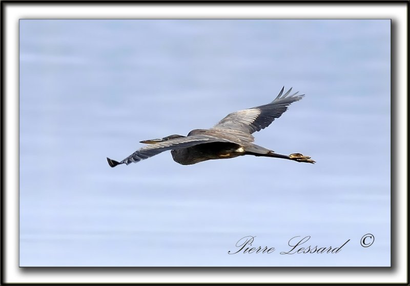 GRAND HRON BLEU  -   GREAT BLUE HERON     _MG_0690aa
