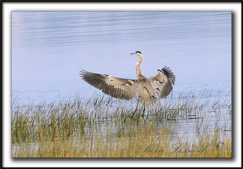 GRAND HRON BLEU  -   GREAT BLUE HERON     _MG_0716aa