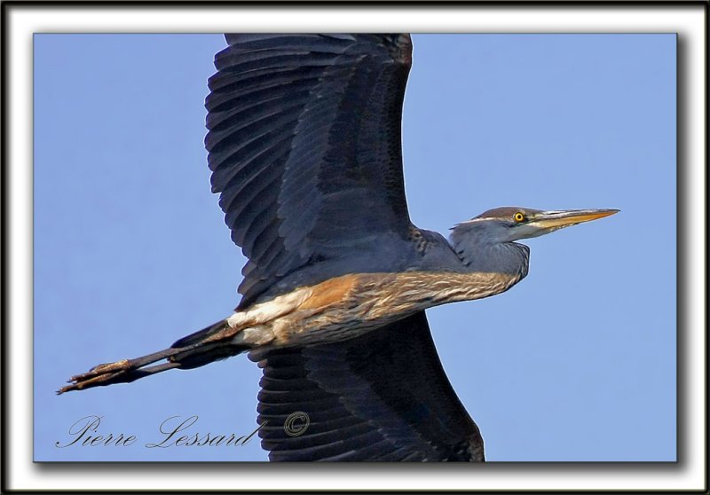 GRAND HRON BLEU  -   GREAT BLUE HERON     _MG_0758aaa