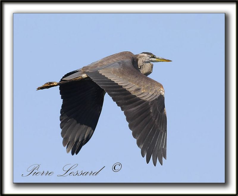 GRAND HRON BLEU  -   GREAT BLUE HERON     _MG_0767aa