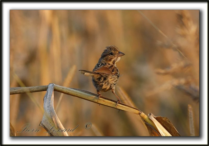 _MG_0474b   -  BRUANT CHANTEUR  JEUNE  / SONG SPARROW IMMATURE