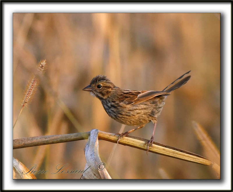 _MG_0489a   -  BRUANT CHANTEUR  JEUNE  / SONG SPARROW IMMATURE