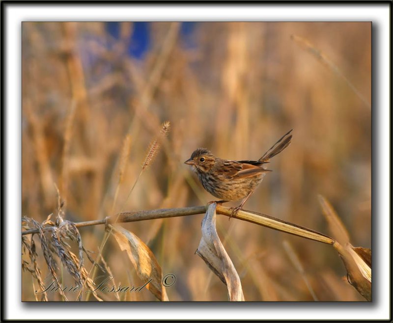 _MG_0495a    -  BRUANT CHANTEUR  JEUNE  / SONG SPARROW IMMATURE