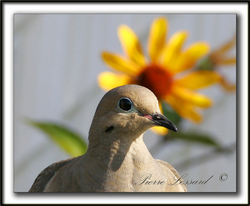 _MG_7286b   -  TOURTERELLE TRISTE - MOURNING DOVE