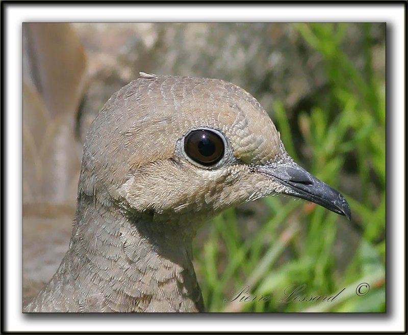 _MG_7398b   -  TOURTERELLE TRISTE  -  MOURNING DOVE