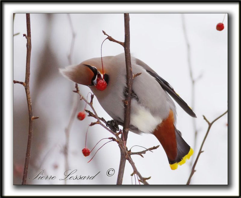 JASEUR BORAL  /  BOHEMIAN WAXWING     _MG_1130b