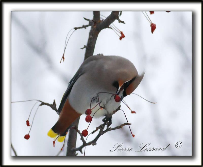 JASEUR BORAL  /  BOHEMIAN WAXWING     _MG_1179a