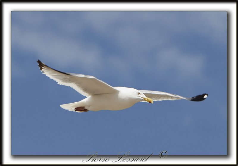 GOLAND ARGENT  /  HERRING GULL     _MG_6830a