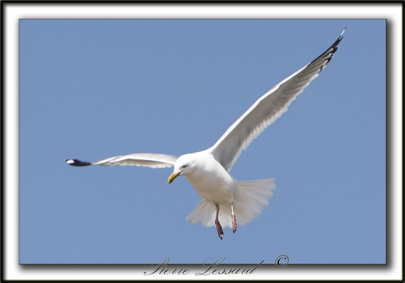GOLAND ARGENT  /  HERRING GULL    _MG_6838a