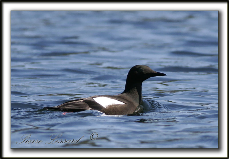 GUILLEMOT  MIROIR   Sept-Iles /  BLACK GUILLEMOT     _MG_8210a co