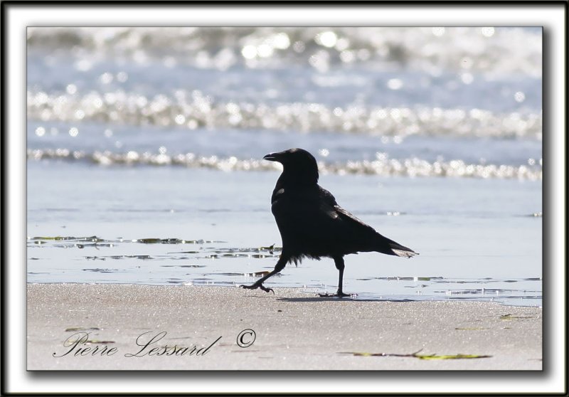 _MG_7697a  -  LE ROI DE LA PLAGE  /  THE KING OF THE BEACH