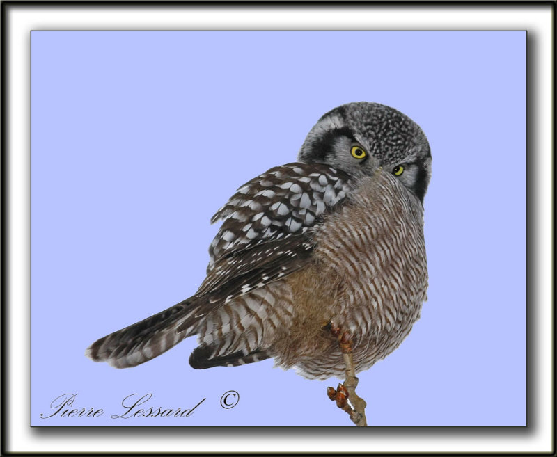 CHOUETTE PERVIRE /  NORTHERN HAWK OWL    _MG_2037c  -  CEST FROID!  JE CACHE MON BEC  /  ITS COLD!  SO I HIDE MY BILL..