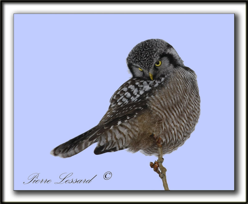 CHOUETTE PERVIRE /  NORTHERN HAWK OWL    _MG_2076a +3
