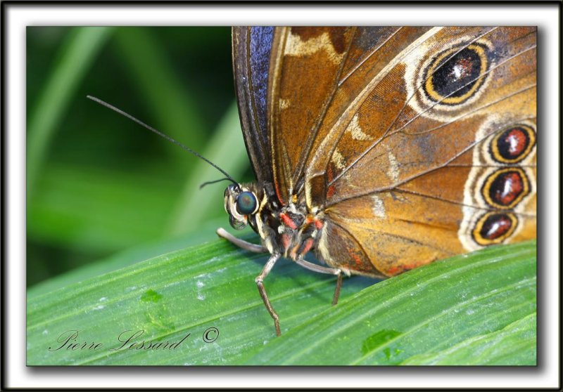 _MG_3115b   -  MORPHO PELEIDES  /  Costa Rica