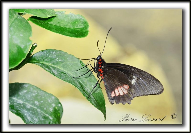_MG_3161a     -   PAPILIO ULYSSES  /  AUSTRALIE   -  NOUVELLE-GUINE