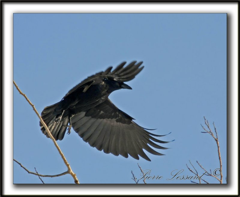 CORNEILLE DAMRIQUE  /  AMERICAN CROW    _MG_1799a