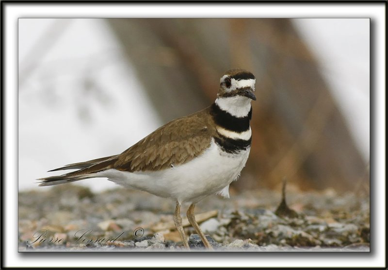 PLUVIER KILDIR  /  KILLDEER PLOVER   _MG_3386a