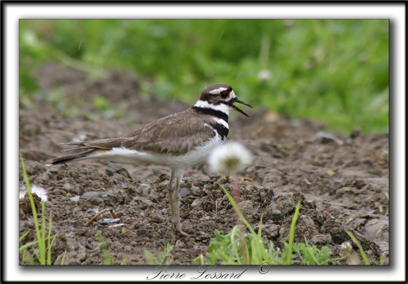 kildeer-08-06-2006 064a