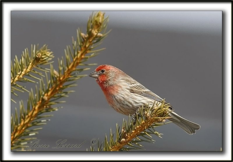 ROSELIN FAMILIER     /  HOUSE FINCH     _MG_3344a