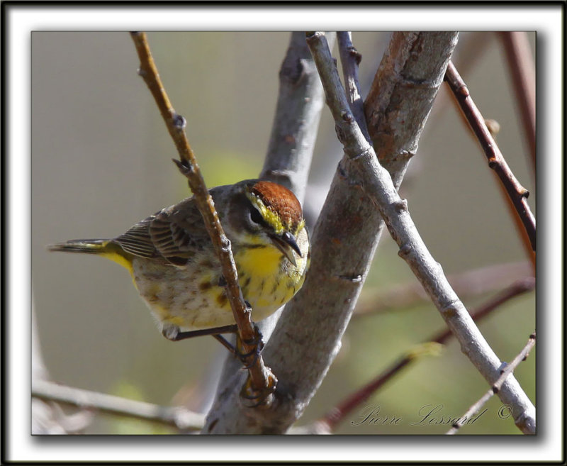 PARULINE  COURONNE ROUSSE au printemps  /  PALM WARBLER in spring time    _MG_0418a