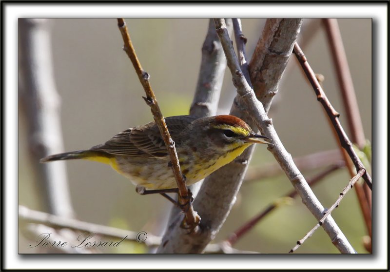 PARULINE  COURONNE ROUSSE au printemps  /  PALM WARBLER in spring time    _MG_0420a