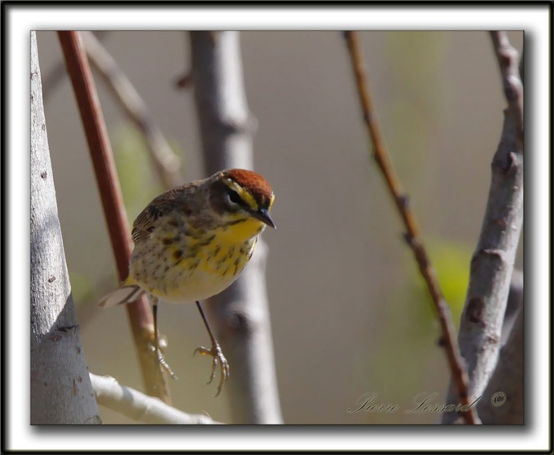 PARULINE  COURONNE ROUSSE  /  PALM WARBLER   _MG_0416a