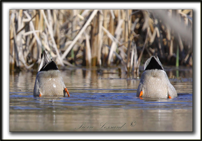 SANS DESSUS-DESSOUS / UP SIDE DOWN   -   CANARD COLVERT, mle  -  MALARD, male   _MG_0172a