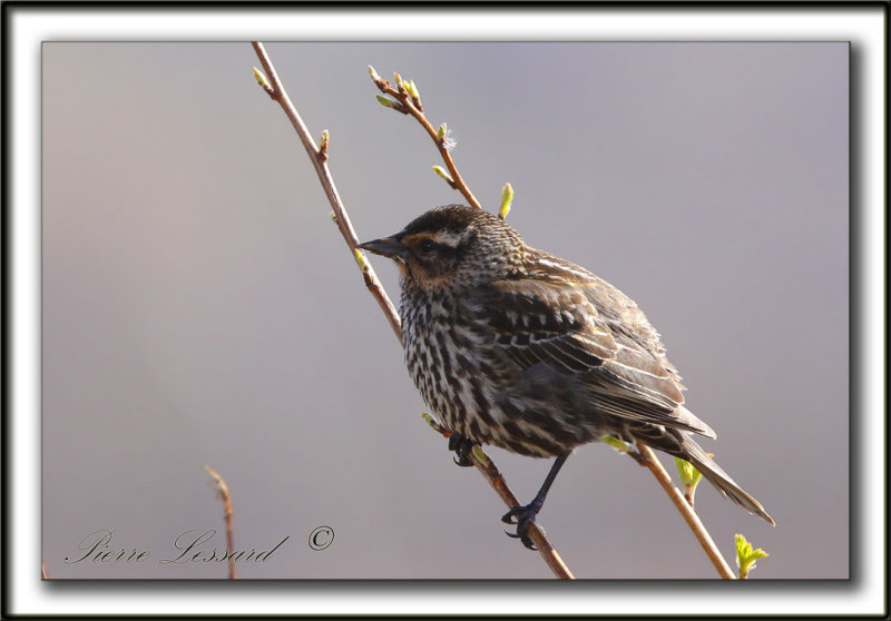 CAROUGE  PAULETTES, femelle  /    RED-WINGED BLACKBIRD, female      _MG_0183a