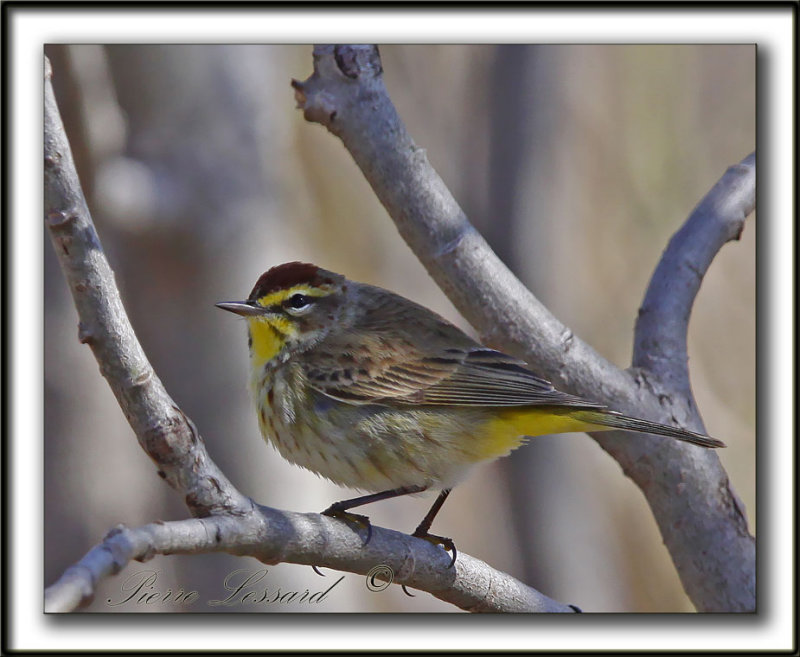 PARULINE  COURONNE ROUSSE au printemps  /  PALM WARBLER in spring time    _MG_0485a