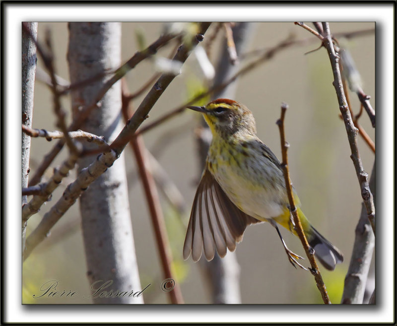 PARULINE  COURONNE ROUSSE  /  PALM WARBLER     _MG_0429a
