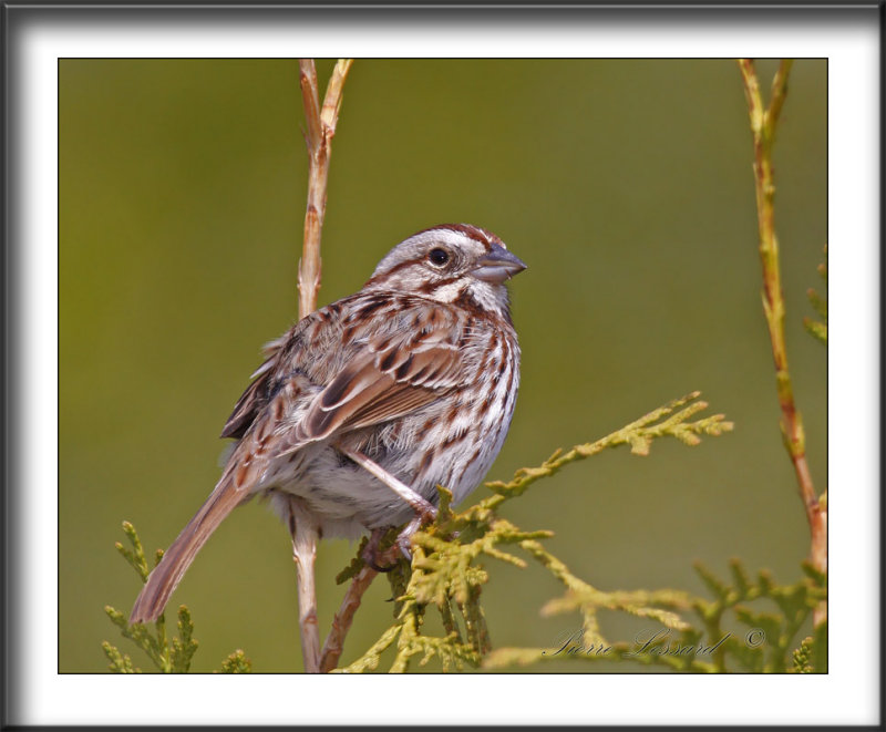 BRUANT CHANTEUR / SONG SPARROW    _MG_1716a