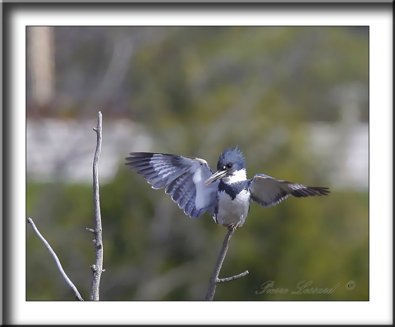 MARTIN PCHEUR  /  BELTED KINGFISHER    _MG_1401c