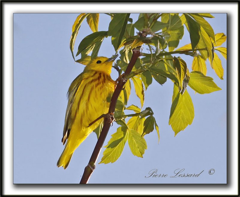 PARULINE JAUNE / YELLOW WARBLER    _MG_2525b1