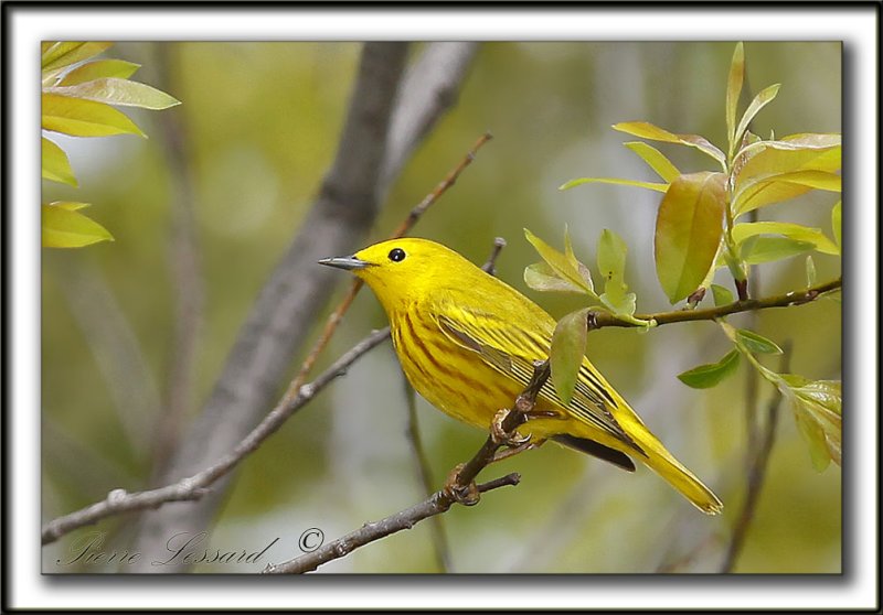 PARULINE JAUNE / YELLOW WARBLER    _MG_3090b