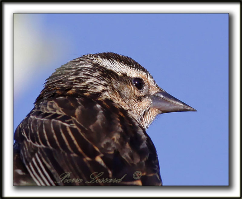 CAROUGE  PAULETTES, femelle  /    RED-WINGED BLACKBIRD, female      _MG_2593a