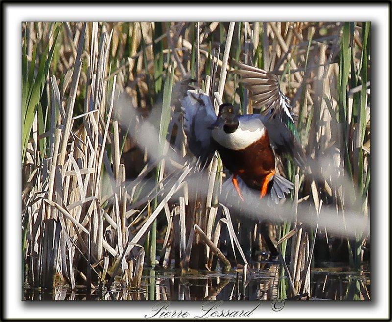  CANARD SOUCHET -  NORTHERN SHOVELER  male     _MG_2573a