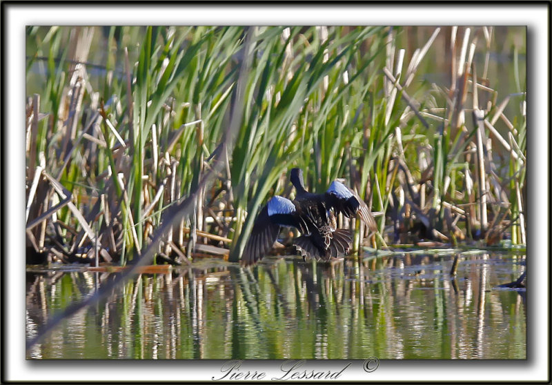  SARCELLE  AILES BLEUES  - BLUE-WINGED TAIL  _MG_2614a