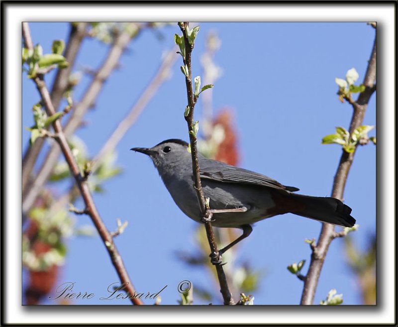  MOQUEUR CHAT  /  GRAY CATBIRD      _MG_2816a