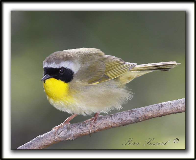  PARULINE MASQUE  mle  /  COMMON YELLOWTHROAT WARBLER, male    _MG_0077a