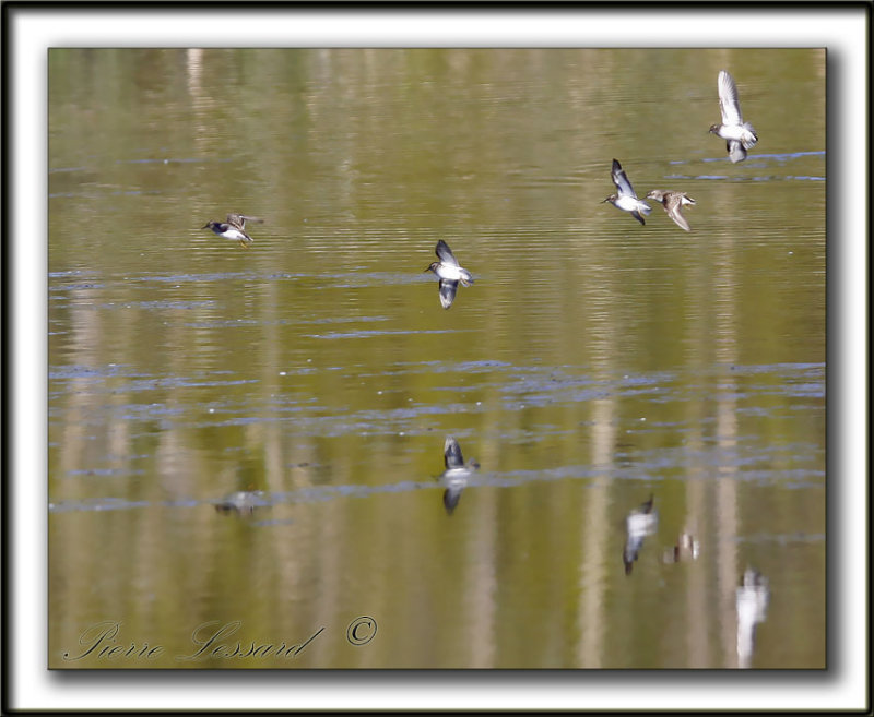 BCASSEAU MINUSCULE  /  LEAST SANDPIPER    _MG_2645c